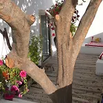 Oliveirinha